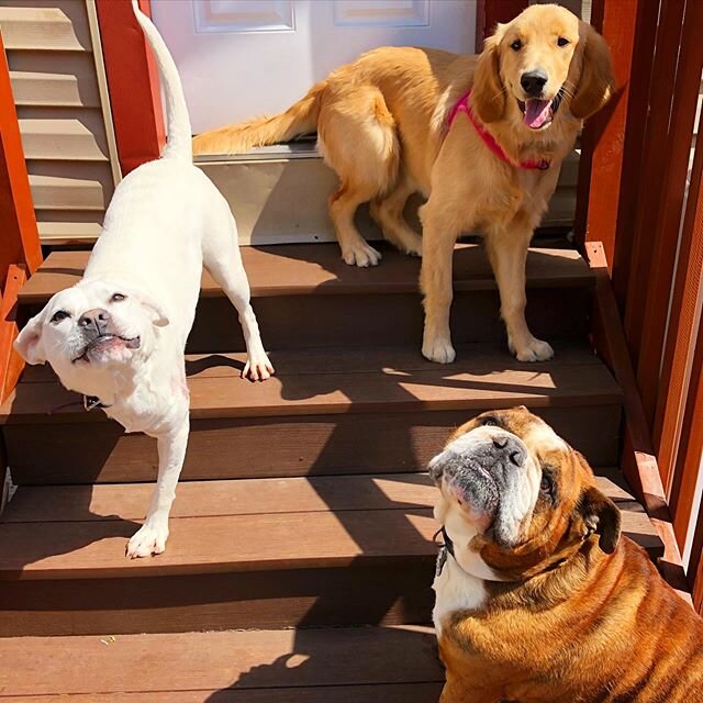 ADogs on stairs hanging out